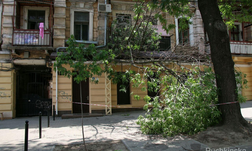 В центре Одессы рухнула огромная ветка на провода (ФОТО)