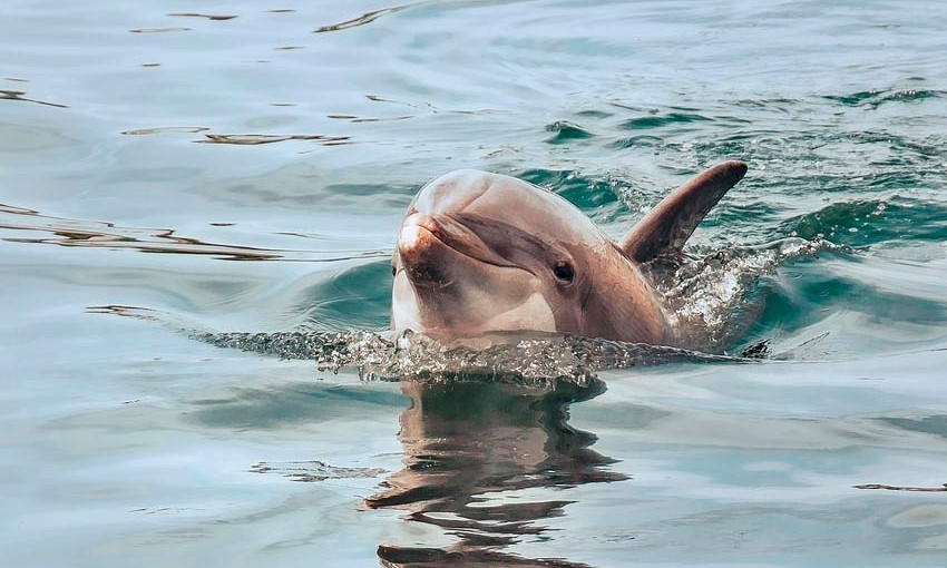 Дельфин попал в цепкие лапы купальщиков на одесском пляже