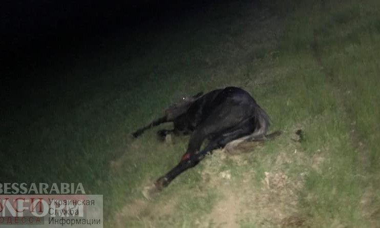 На выезде из Измаила насмерть сбили лошадь (ФОТО)