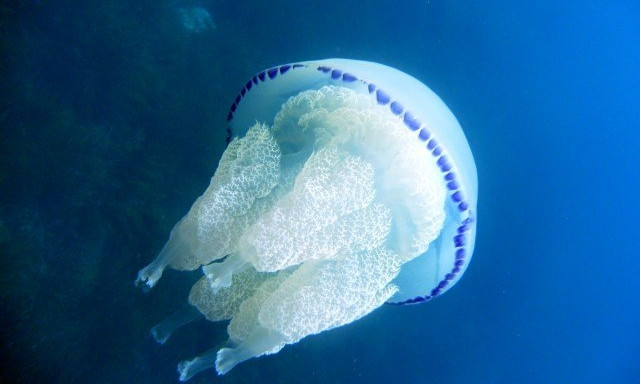 На пляжах Одессы замечено аномальное количество медуз (ВИДЕО)