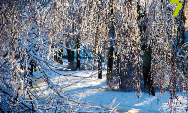 В Одессе люди рискуют, гуляя под перегруженными снегом деревьями 