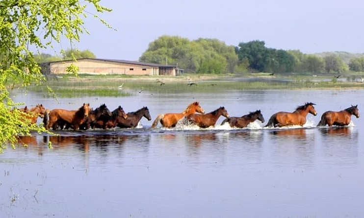 В Дунайском заповеднике неизвестные устроили охоту на беременных животных 