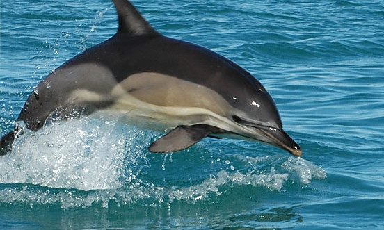 В Черном море провели перепись дельфиньего населения 