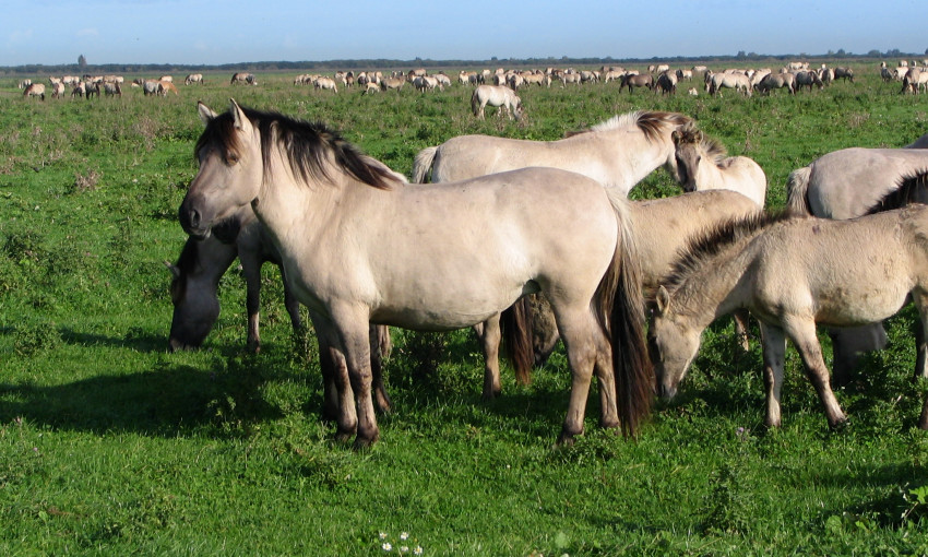 В Одесской области поселят диких и почти первобытных лошадей 