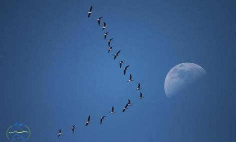 Завораживающая миграция птиц