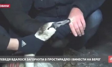 Одесский супергерой спас лебедя из ледяного плена