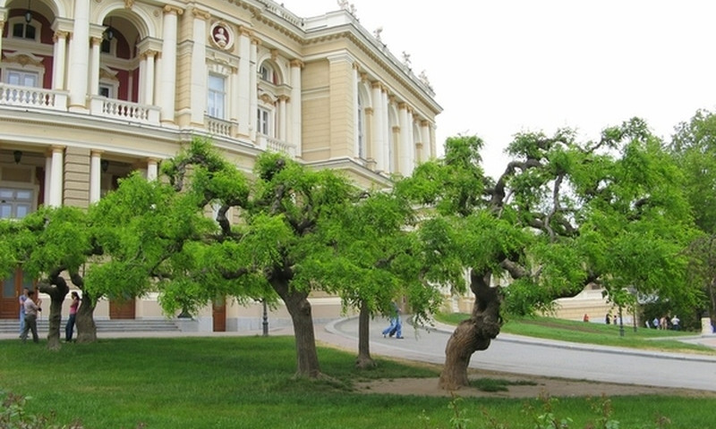 В Одессе создадут карту деревьев
