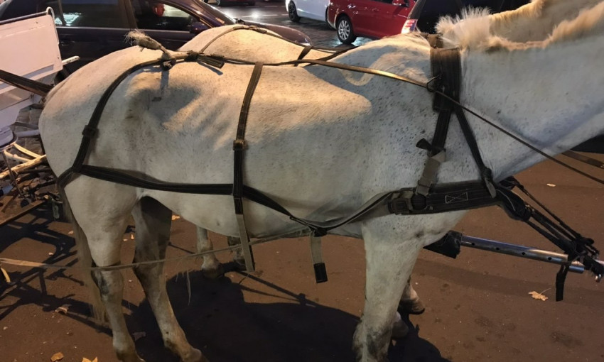 Больная лошадь катает людей на Дерибасовской (ФОТО)