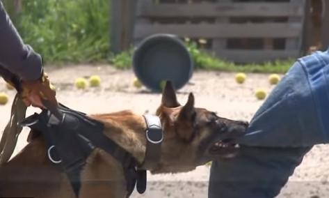 Под Одессой прошли необычные соревнования служебных собак