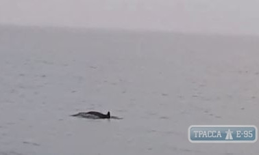 В Одессе возле берега заметили дельфинов 