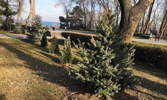 В Шевченковском парке высадили новую елку вместо срубленной вандалами 