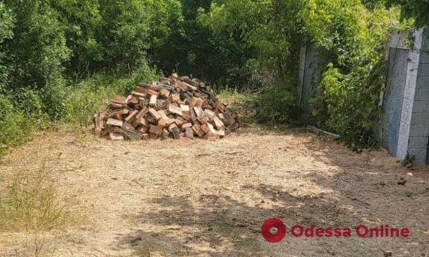Одесский полицейский записался в "черные" лесорубы: вместе с сообщниками срубил деревьев на 7 млн грн