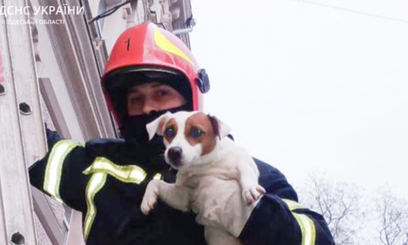 Одесские спасатели спасли собаку: застряла на карнизе на третьем этаже