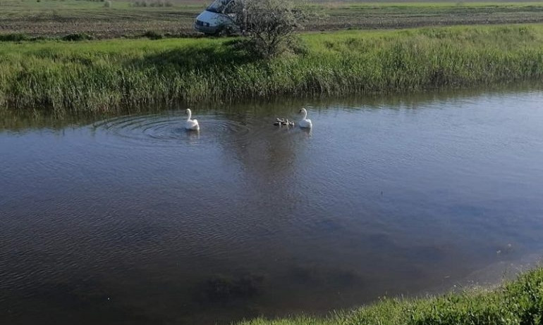 В Болградском районе люди вернули лебедят их родителям 