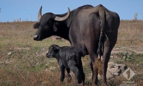 В Одесской области в экопарке родился буйволенок 