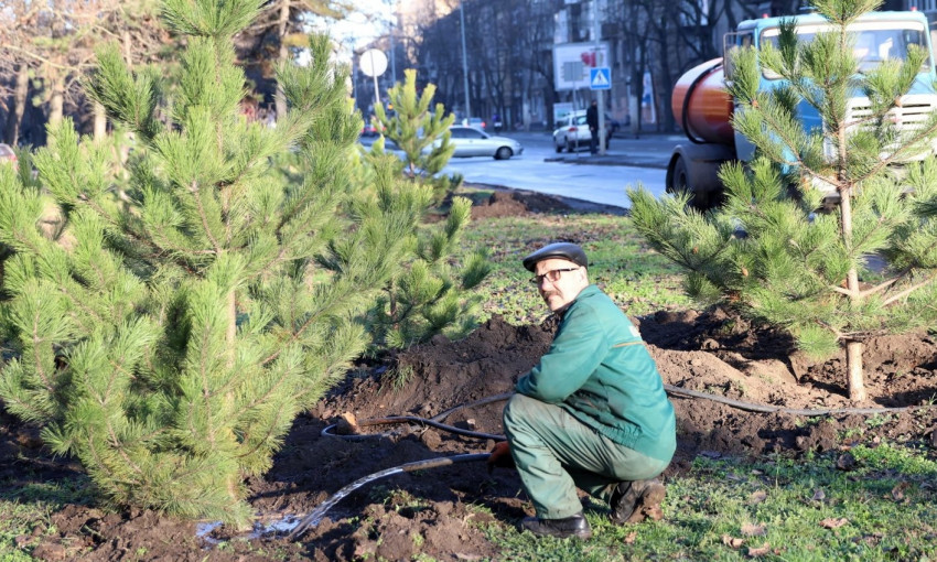 Неизвестный меценат озеленил город – в Одессе высадили 400 сосен 