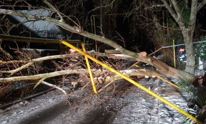 В Одесской области большое дерево рухнуло на газовую трубу 