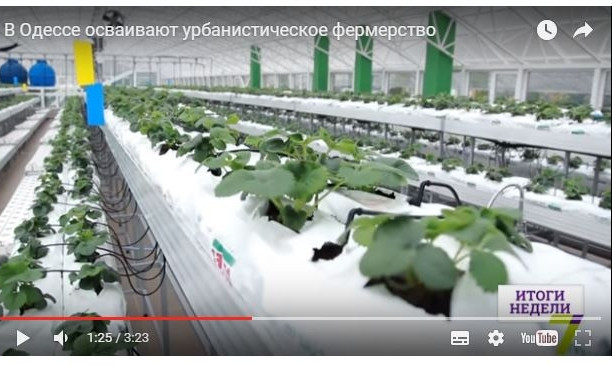 Одесситы нашли способ выращивать клубнику в городе круглый год