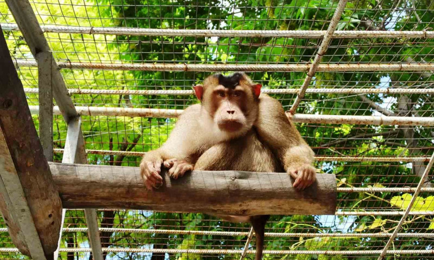 В Одесском зоопарке проведут праздник обезьян 