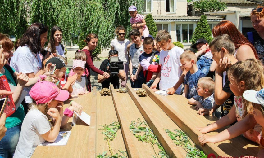 В Одесском зоопарке прошла черепашья гонка (ФОТО)