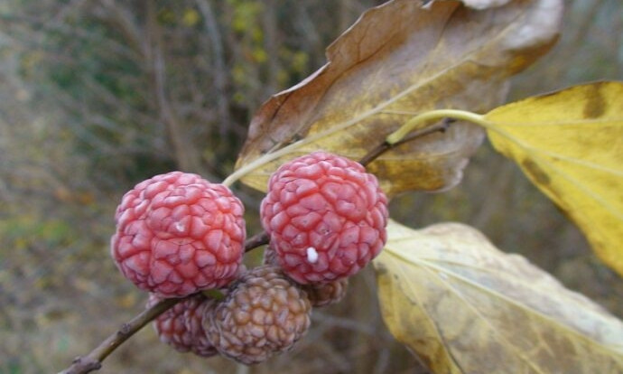 В Одесском ботсаду поспели плоды малинового дерева 