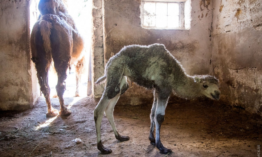 В одесском зоопарке родился верблюжонок