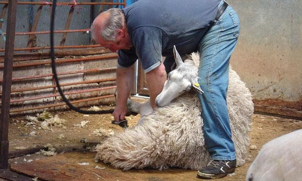 В конце апреля одесситы посоревнуются в стрижке овец
