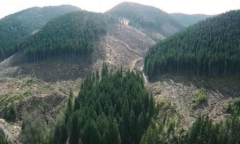 Украина стремительно теряет свои леса  