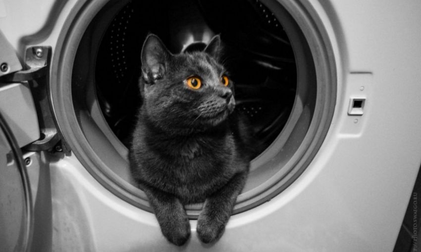 В Днепре кот уснул в стиральной машине. Видео