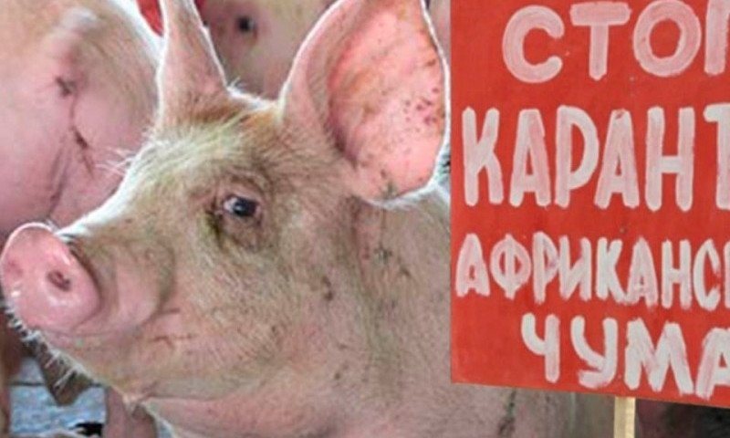 Введён карантин: в Одесской области новая вспышка африканской свиной чумы