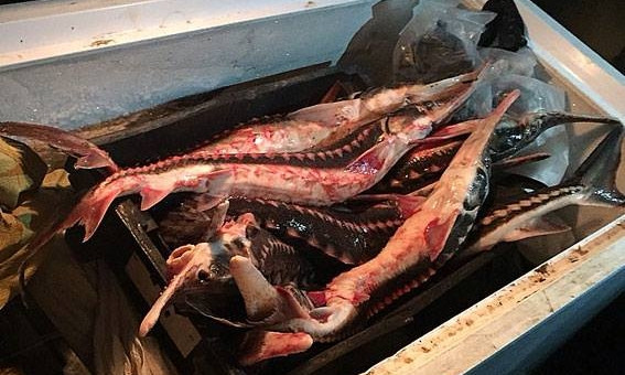 Полиция разоблачила преступную сеть по вылову и сбыту редких видов рыб, занесённых в Красную Книгу