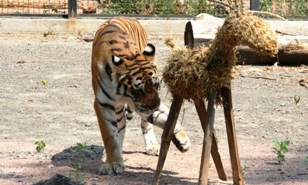 В Одесском зоопарке пополнение у амурских тигров