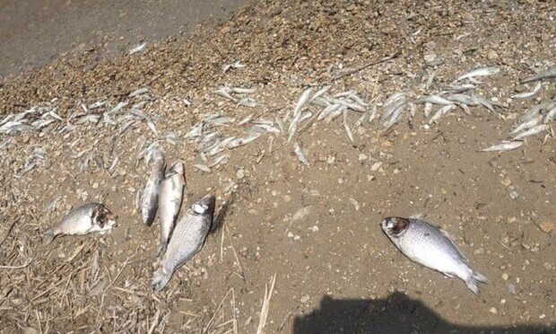 В одном из одесских лиманов массово погибает рыба. 