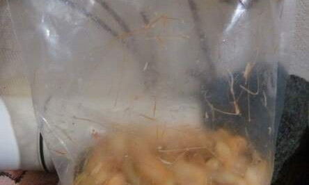 Одесситка купила креветки с гусеницами внутри (ФОТО)
