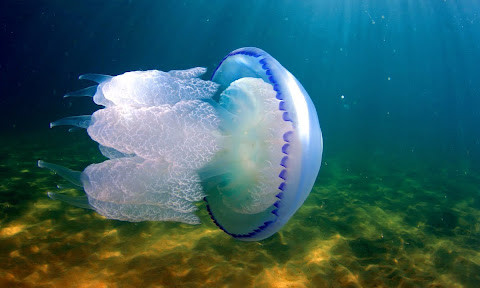 На одесских пляжах появились медузы 