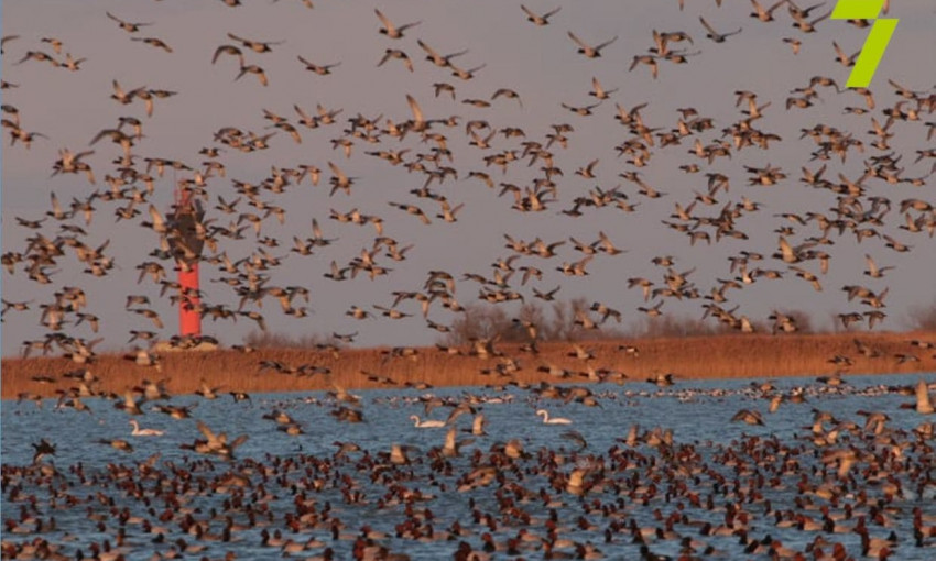 В Тузловских лимана полным ходом идет миграция перелетных птиц 