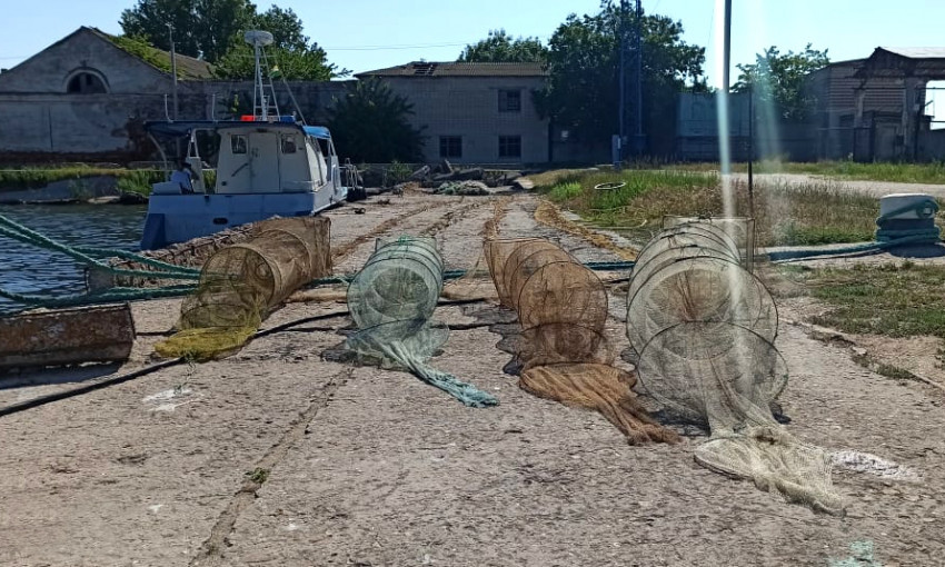 В Одесской области пограничники спасли морских животных из сетей 