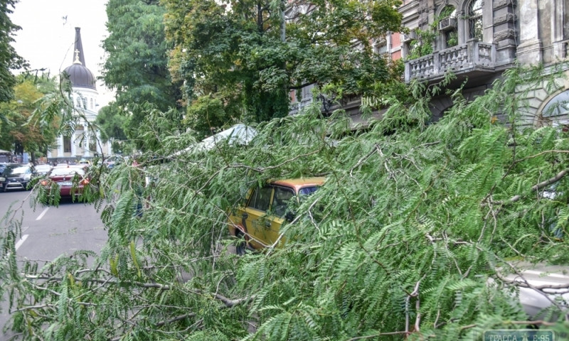 В центре Одессы упавшее дерево придавило 4 автомобиля