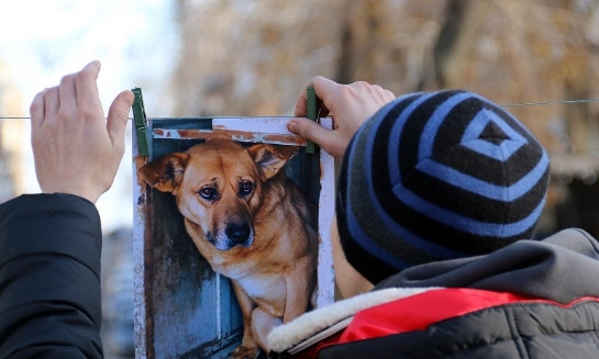 В Горсаду проходит социальная фотовыставка «Собака Друг Одессита»: найти себе нового члена семьи