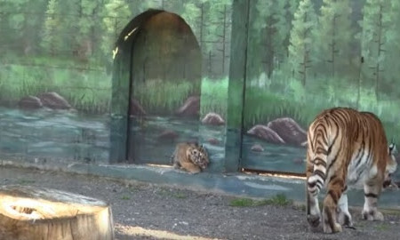 Директор зоопарка порадовал одесситов новой видеоэксурсией