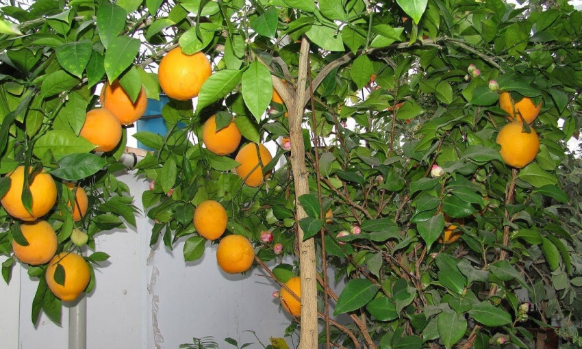 Одессит Максим Дегтяренко выращивает лимоны, апельсины, мандарины, кумкват и клементины