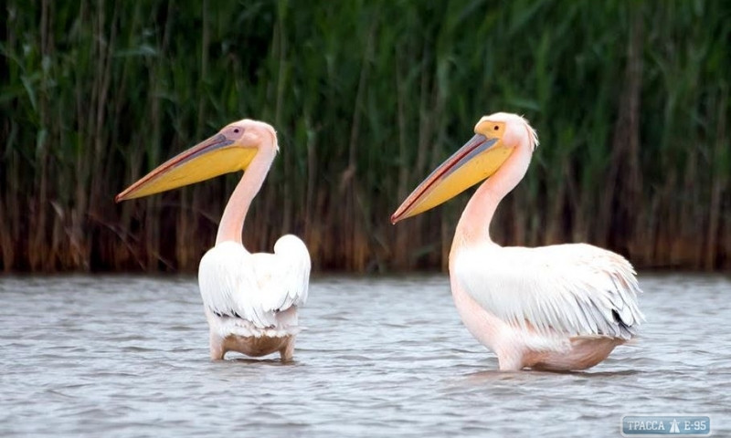 Орнитологи пересчитали пеликанов в Одесской области в дельте Дуная