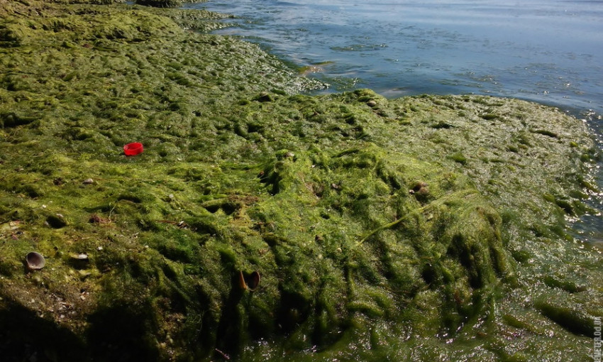 «Зацвело» Чёрное море: одесские пляжи уже нарядились в зелёные кружева