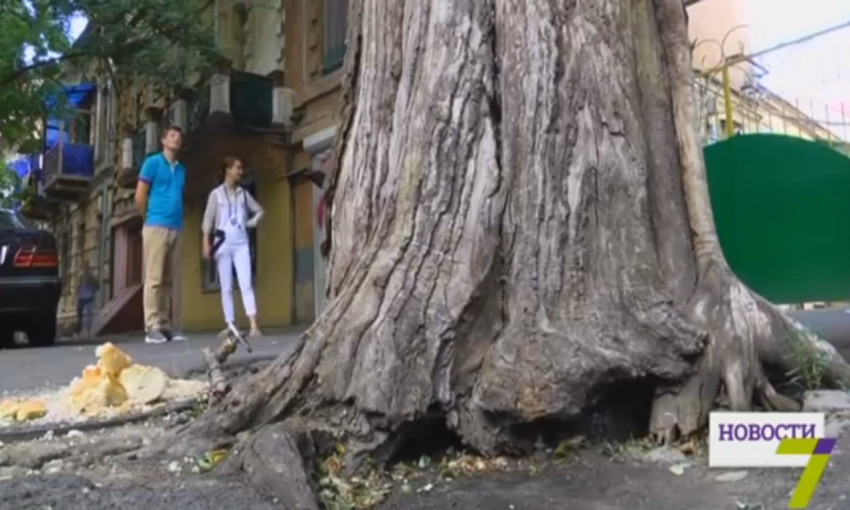 В Одессе старое дерево рискует упасть на жилой дом