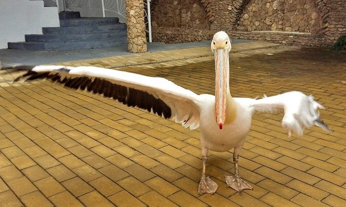 На базе отдыха в Одесской области живет пеликан, а должен обитать в природных условиях