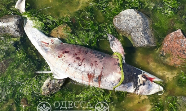 На одесском пляже обнаружили мертвого дельфина