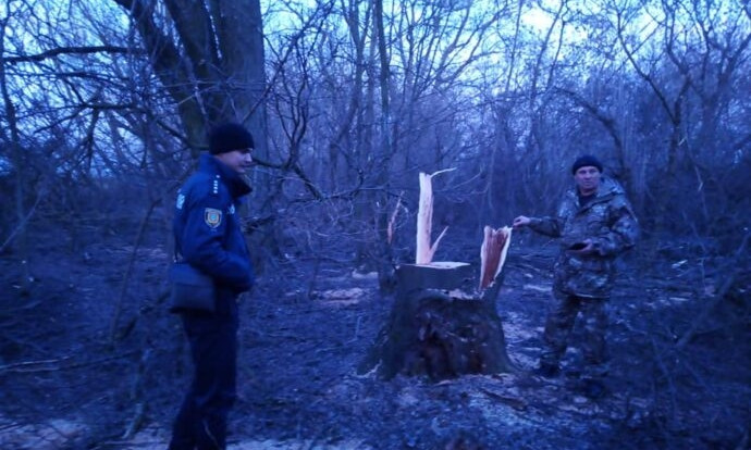 Браконьеры вырубили деревья в Беляевском районе  