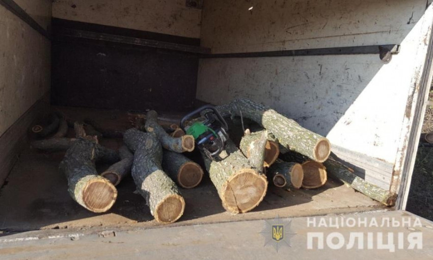 В Беляевском районе лесопосадки рубят на дрова
