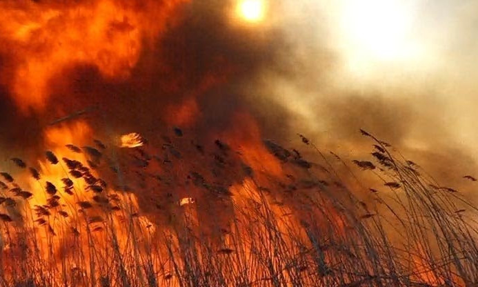 Экосистемы Одесской области за неполный месяц горели 250 раз 