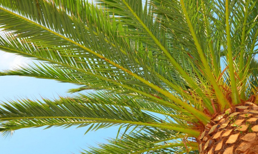 На Отраде высадили пальмы (ФОТО)